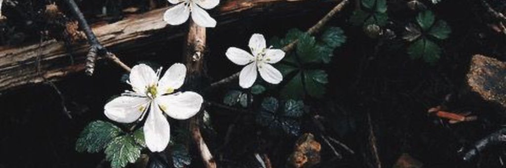 CPaperd's profile banner image