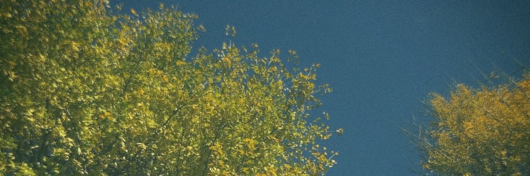 muracomama's profile banner image