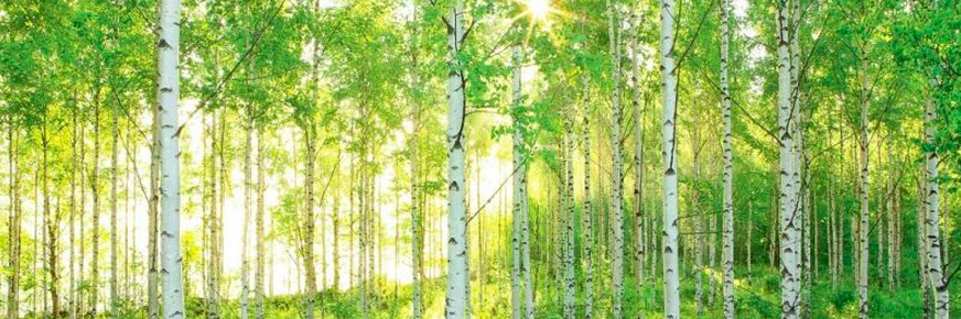 Movement Fest banner