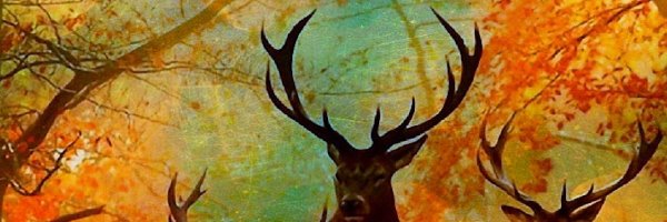 kocziha's profile banner image