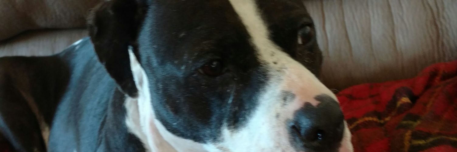 poseypounder1's profile banner image