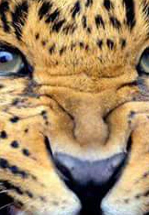 MugaKnowles's profile banner image
