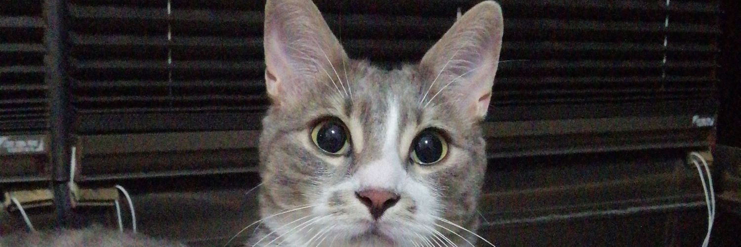 ipektosumm's profile banner image