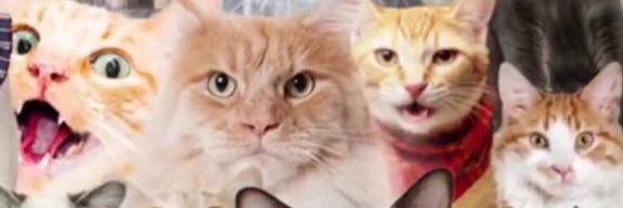 shaneeleah's profile banner image