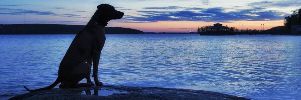 SusanLutte's profile banner image