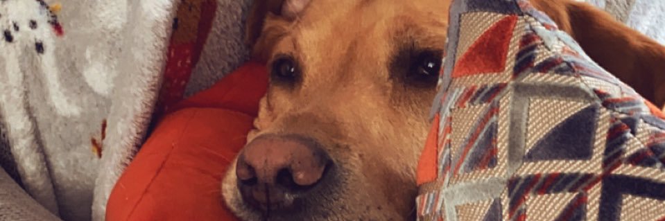 Carin Sinclair banner