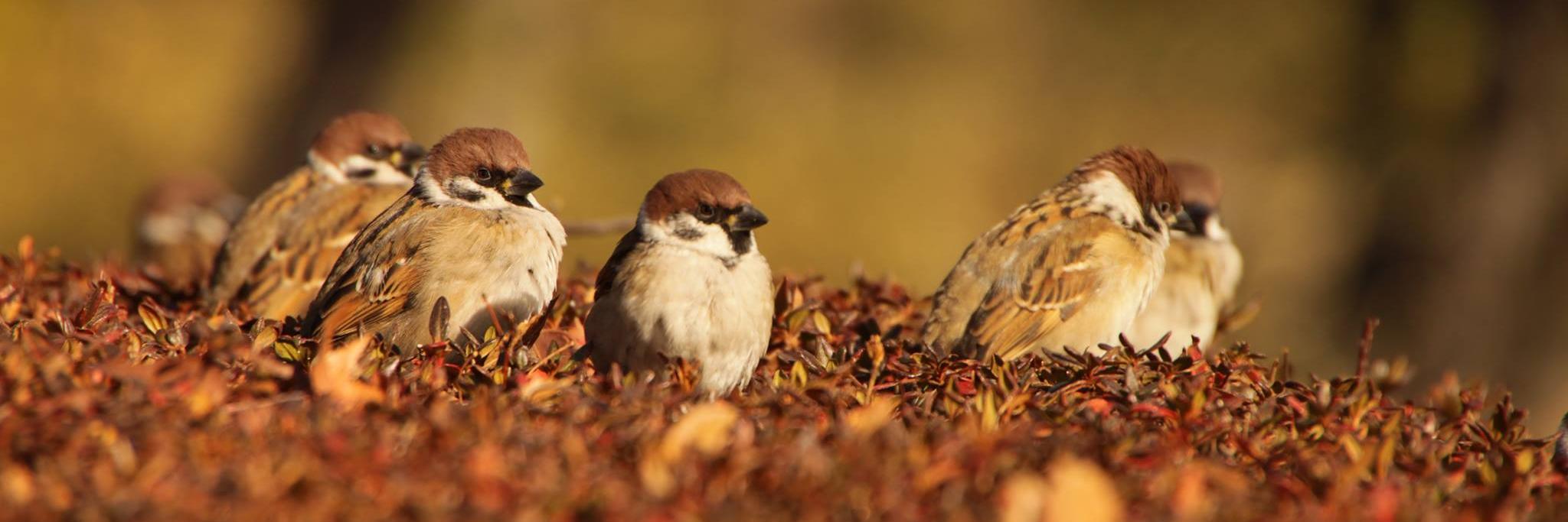 birdshapedArt's profile banner image