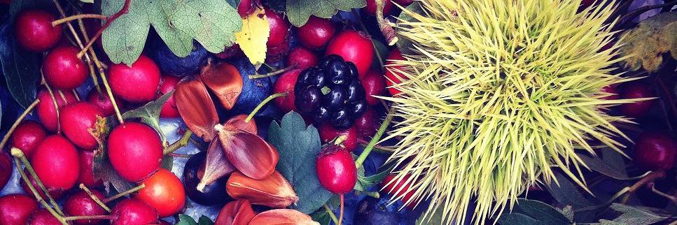 WildCurious's profile banner image