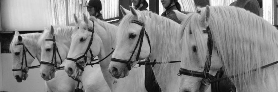 Contessa_Riding's profile banner image