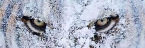DeathlyCritical's profile banner image