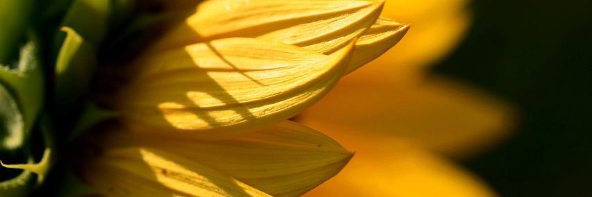 deeperthanbrown's profile banner image