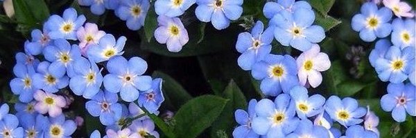 sil_Pasin Profile Banner