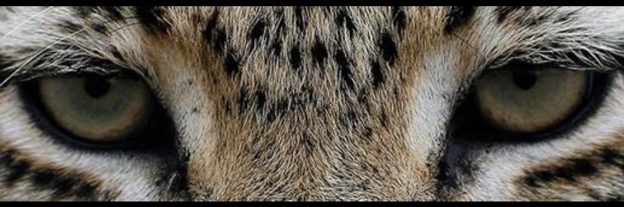 FANTA.'s banner