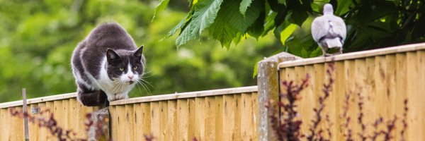 bozola900 Profile Banner