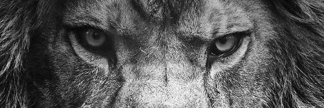 Judah Re's banner