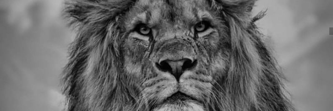 Gustavs Davis Grigals banner