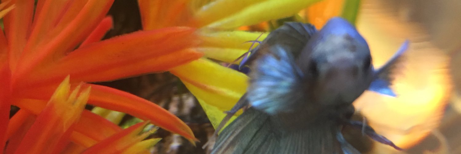 babybates banner
