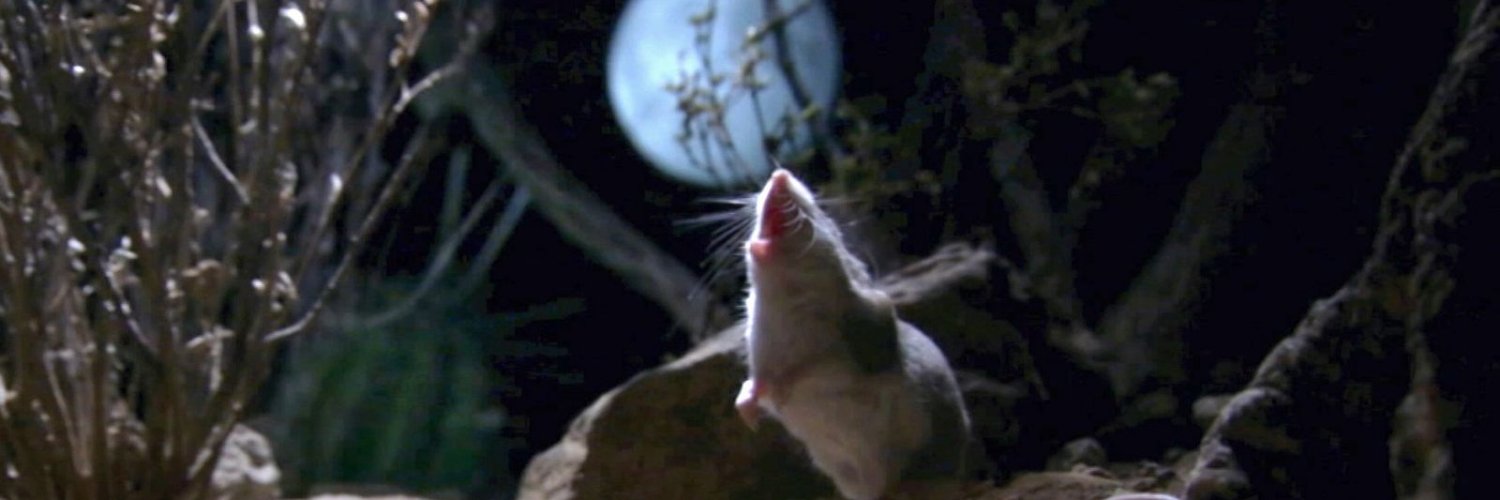 Xizzo 🇧🇪 ⫷ᛚ⛧☾⛤〄🜂🝔⫸ banner