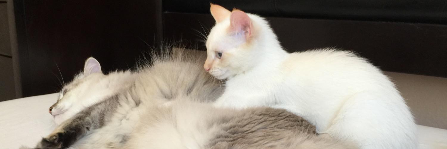 IsabelleMaxine's profile banner image