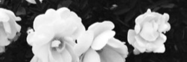 AIchohoIic's profile banner image
