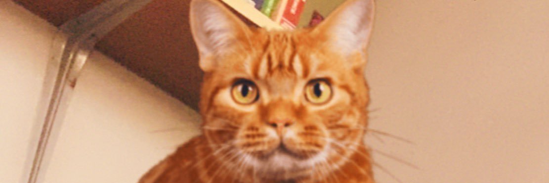 pawsnaija's profile banner image