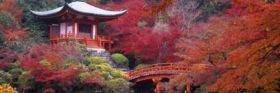 happy1000,mi nuevo compañero de vida banner