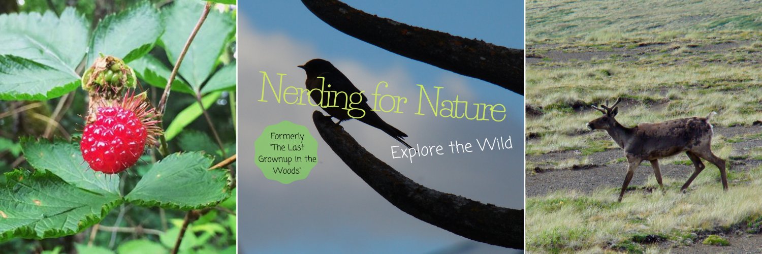 Nerding4Nature's profile banner image