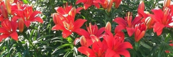 Shamy_ Profile Banner