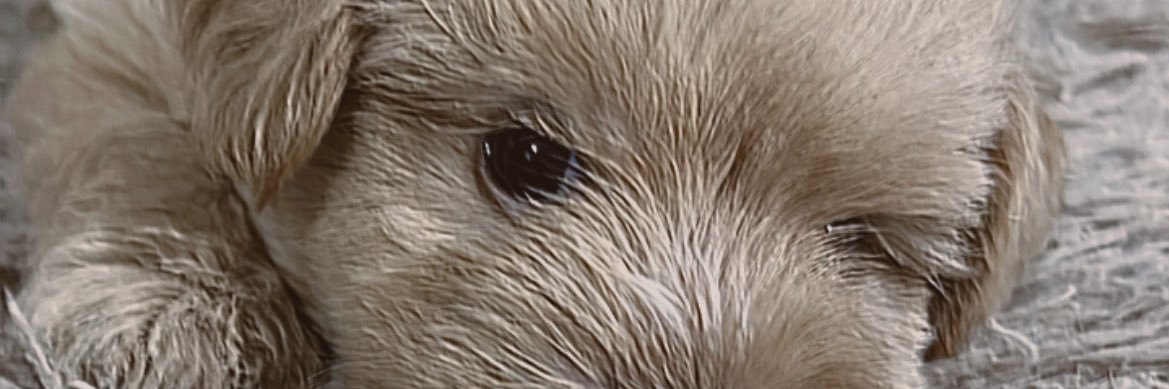 ncognit0_'s profile banner image