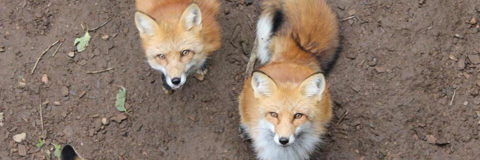 KinKitsune's profile banner image