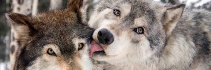 CO Wolf & Wildlife banner