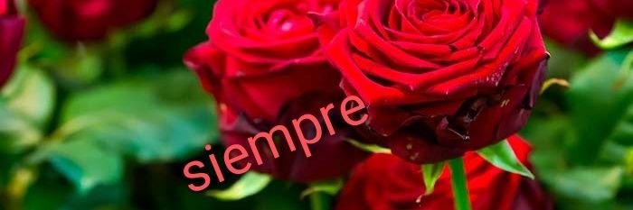 emparluna's profile banner image