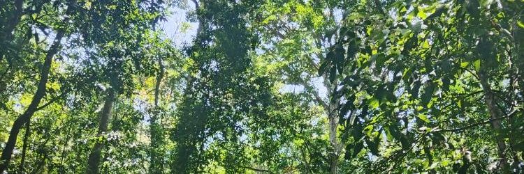 Ana Caro 🌺 banner