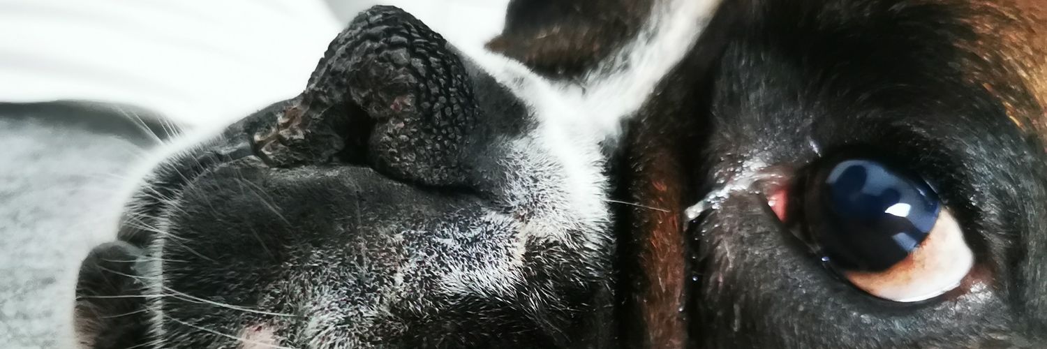 letioc's profile banner image