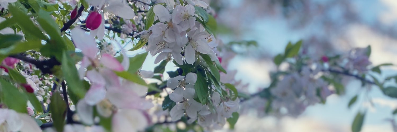 cinnamomocrunch's profile banner image