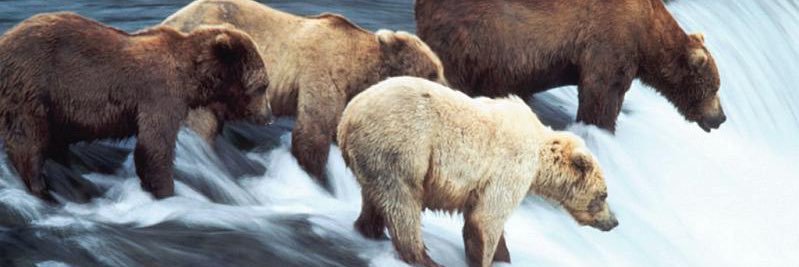 024Bear's profile banner image