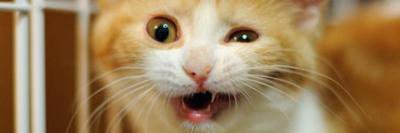chant_nozo's profile banner image