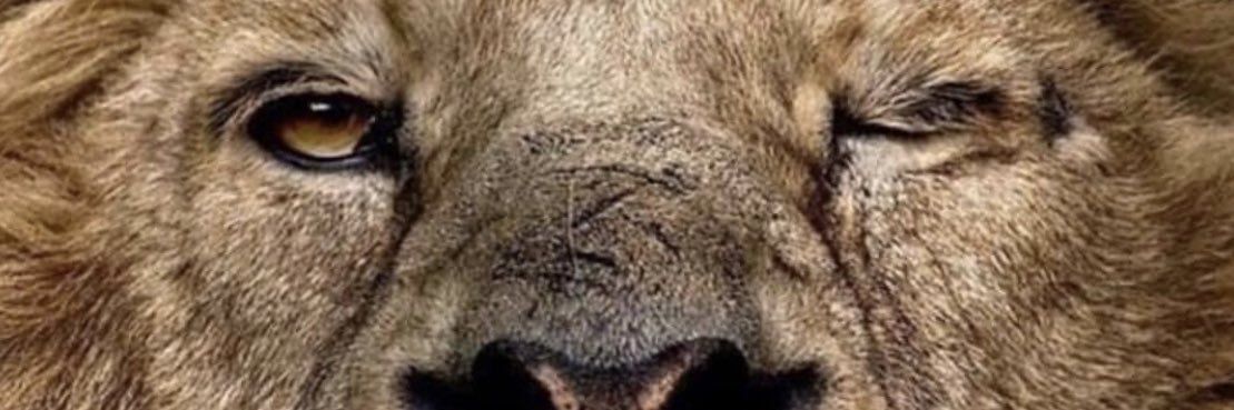 NRLivermore's profile banner image