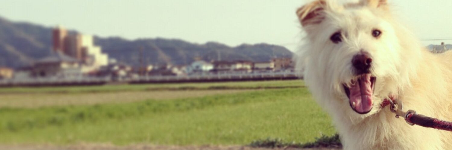 kiraring11's profile banner image