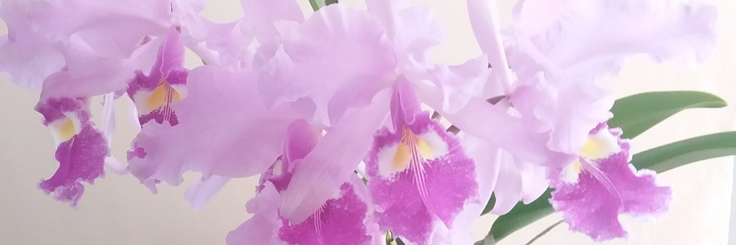 valentinarestr4's profile banner image