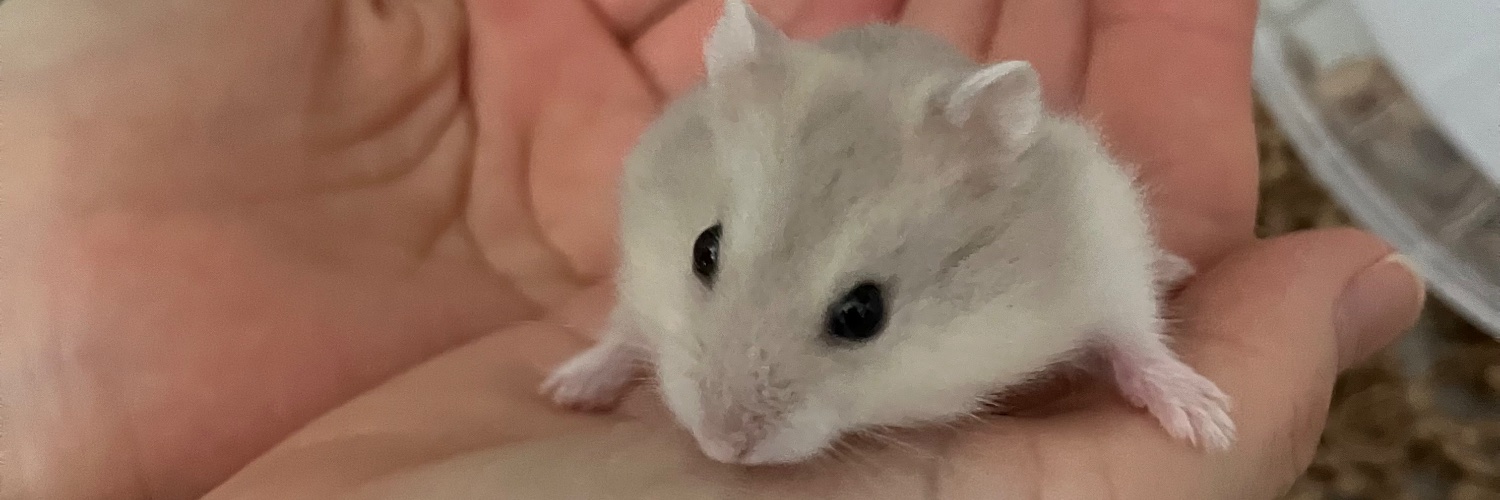puchimaru04's profile banner image