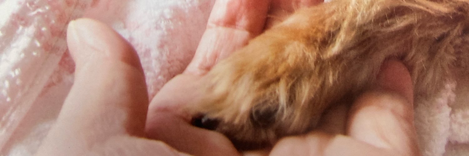 flan🐕🌻🍀 banner