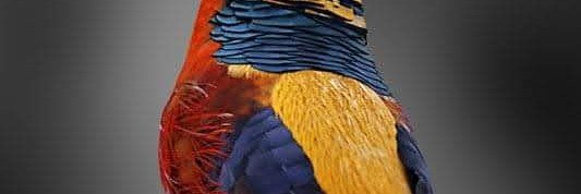 ferhatferhat1's profile banner image