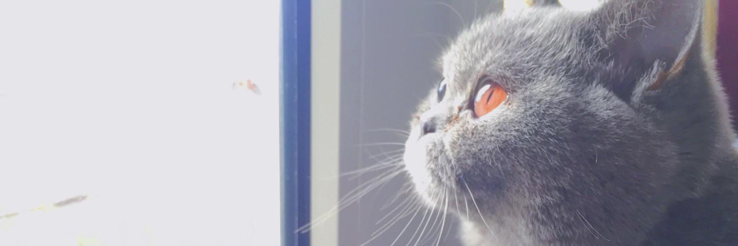 kiratheblue's profile banner image