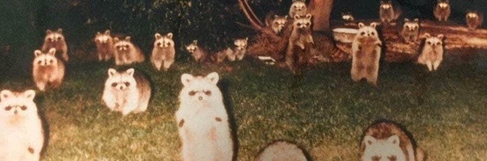 coog__'s profile banner image