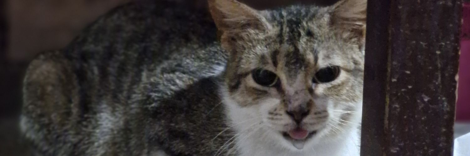 Luuaaa0's profile banner image