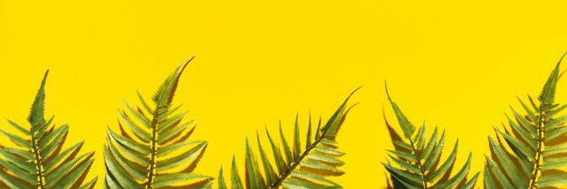 Caroce's profile banner image