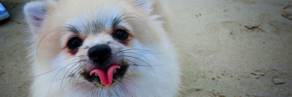 Peechapoh's profile banner image