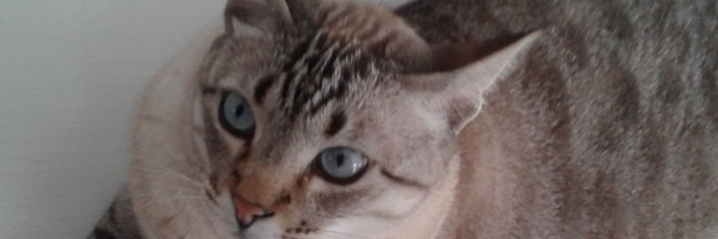 AnjosHinez's profile banner image