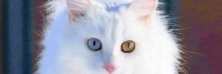 cezirciftci's profile banner image